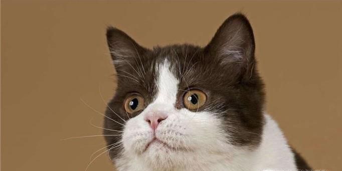 猫打喷嚏是感冒了吗，猫打喷嚏就是感冒吗