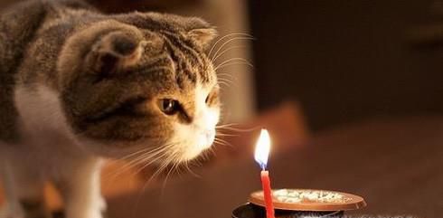 一般宠物猫能活多久？