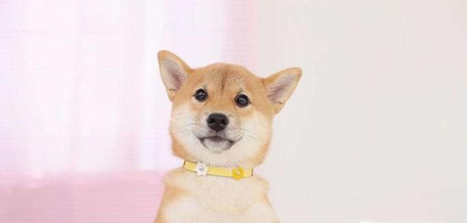 柴犬的市场价格一般在多少钱左右？