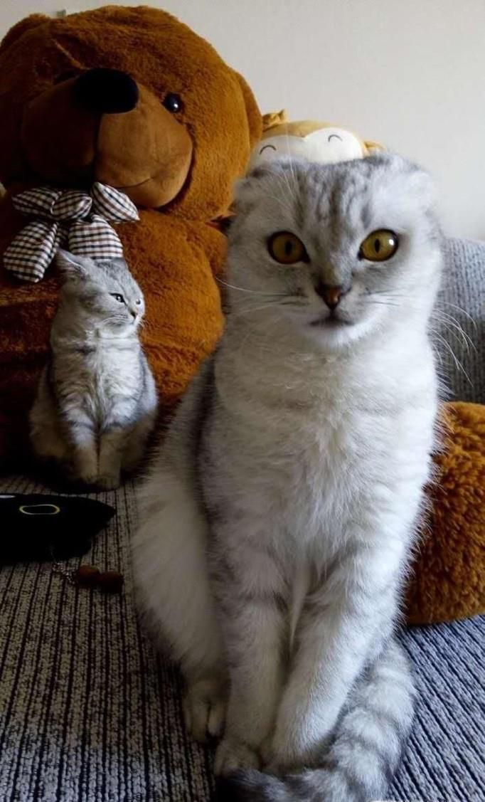 小猫拉稀但精神好怎么办