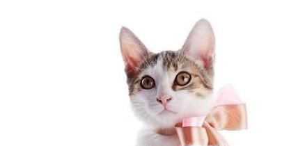 猫咪不黏人应该怎么办？