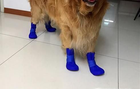 下雨天怎样正确溜狗？