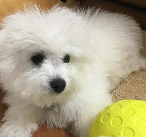 狗狗坐飞机会有生命危险吗