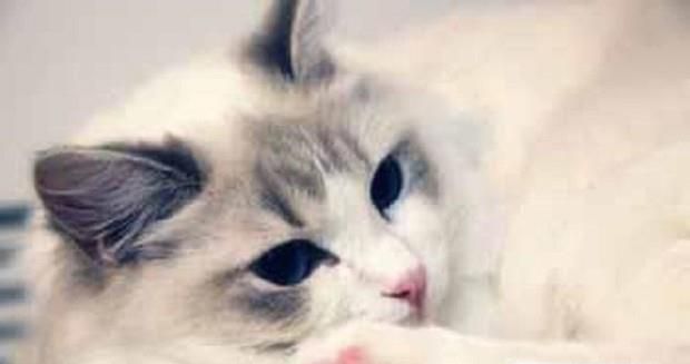 猫咪泪痕的常见处理方法