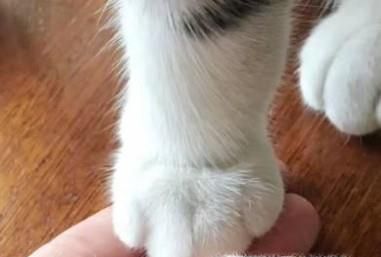 让猫咪更喜欢你的四个小技巧