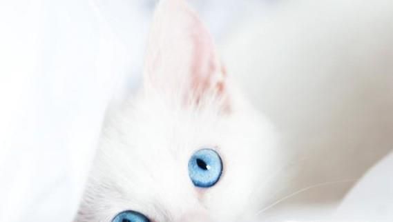 猫咪对主人会有感情吗？