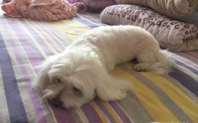 狗狗的睡眠状态