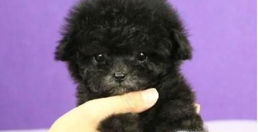 如何纠正泰迪犬磨牙？