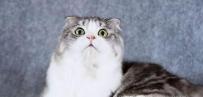 宠物猫如何托运