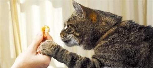 猫咪与主人感情好的表现有哪些
