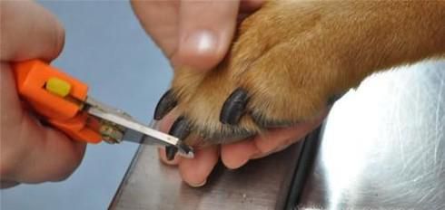 养宠知识：狗狗腿瘸了多久自愈