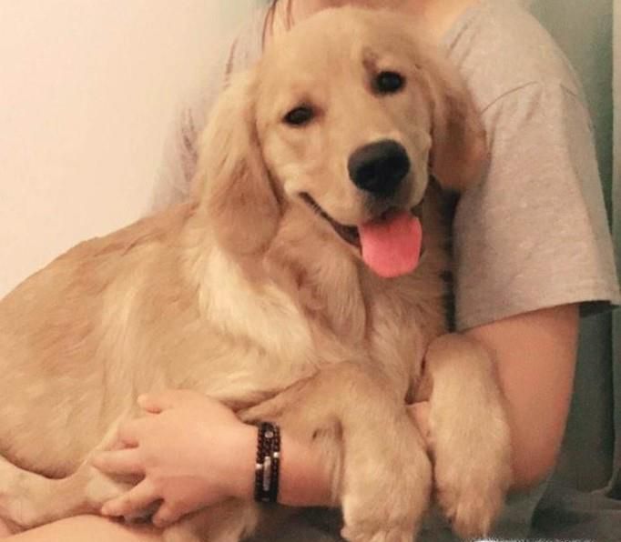 金毛幼犬到家后需要知道什么