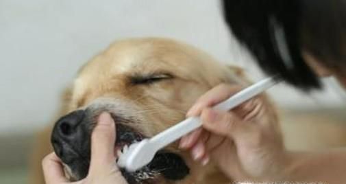 哪些方法能让宠物更长寿？