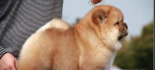 到底给幼犬吃多少狗粮？