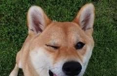 柯基犬和柴犬的区别