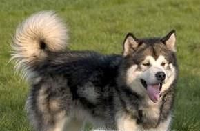 阿拉斯加犬好养吗阿拉斯加雪橇犬怎么养