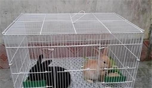新手养兔子应该注意什么？怎么养兔子（幼兔）？