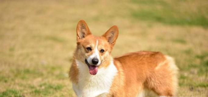 如何挑选柯基犬
