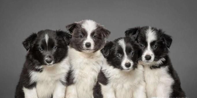 犬瘟热初期症状的判断及预防