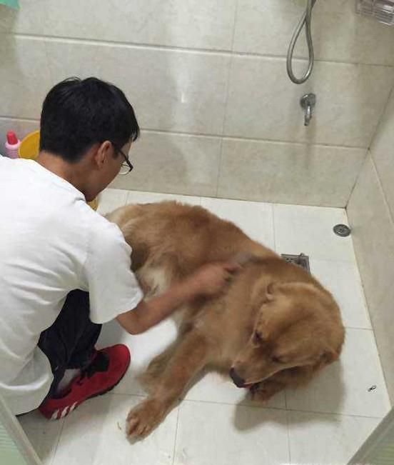给金毛犬剪毛的方法