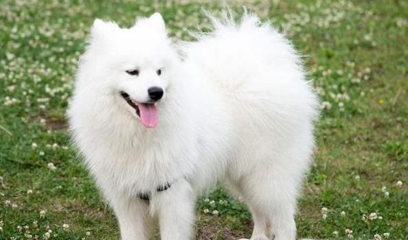 狗狗双排牙怎么办