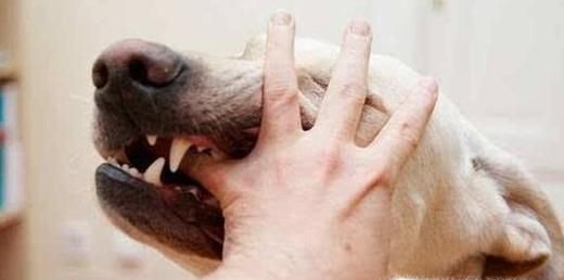 外出如何防止被狗咬伤？远离恶犬谨防被撕咬！