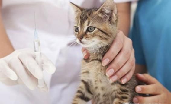 猫咪疫苗有哪些，都是什么时候用的呢？