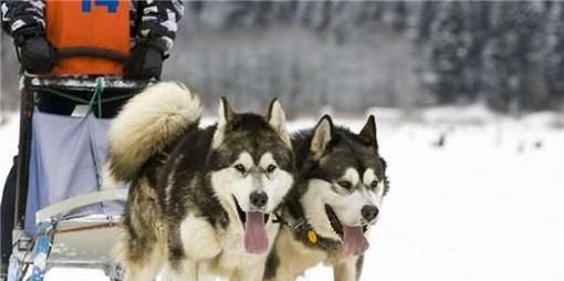 阿拉斯加犬性格