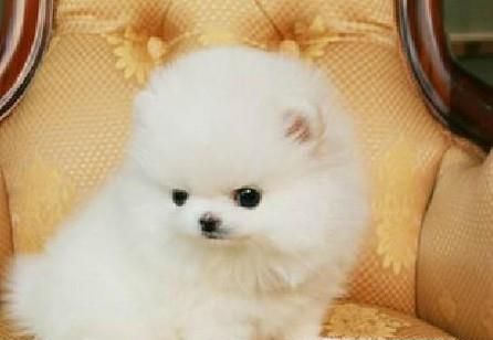 “地狱恶犬”小博美的性格特点