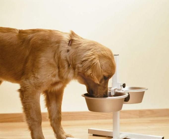 金毛好养吗金毛犬怎么养