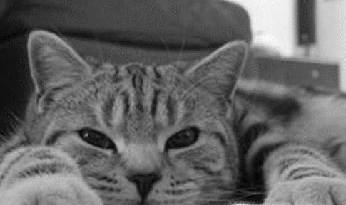 你的爱猫抑郁症的表现及治疗方法