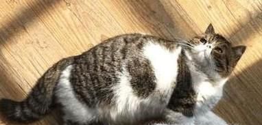 猫咪孕期及临产注意事项