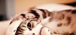 猫咪体内寄生虫症状与治疗（蛔虫，弓形虫等）