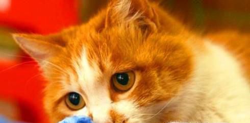猫咪上火怎么办