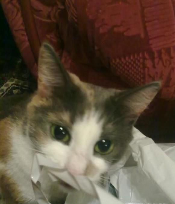 猫吃了塑料袋怎么办