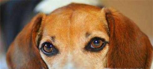 狗得犬瘟了怎么办 狗狗犬瘟热怎么治疗