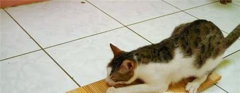 如何用废纸箱做猫抓板