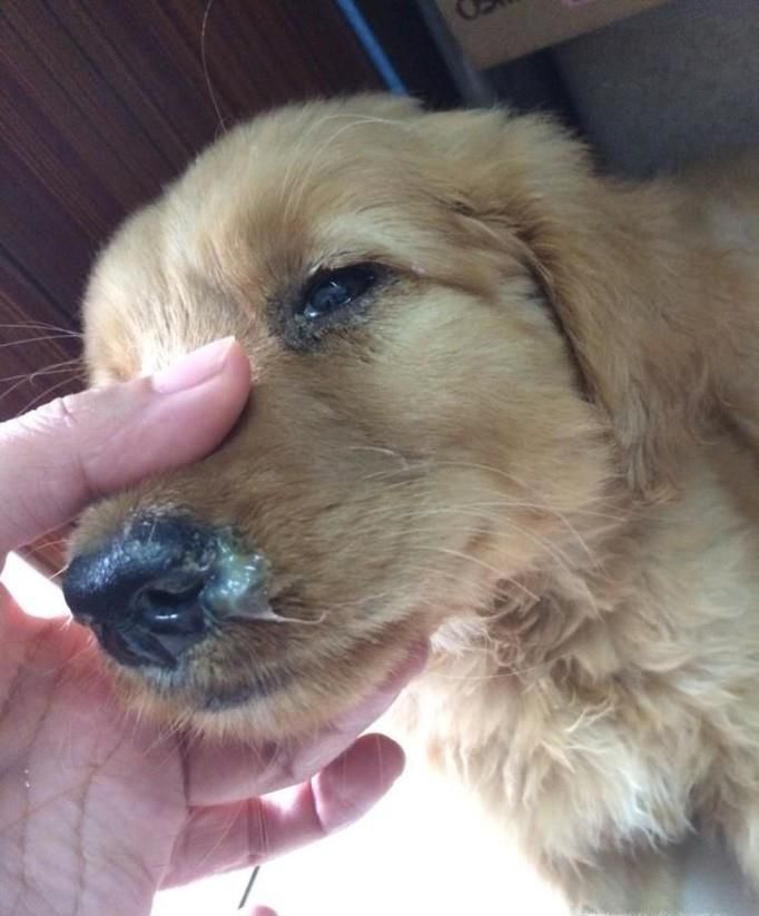 狗狗常见的严重疾病有哪些？怎么办？