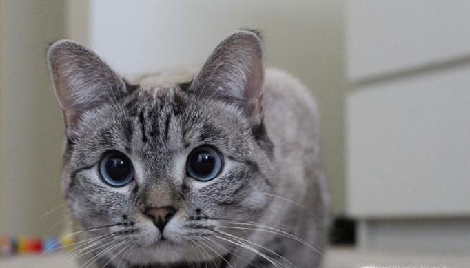 鱼的记忆是七秒，猫的记忆有多久？