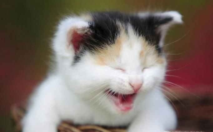 新手养猫需要注意的问题