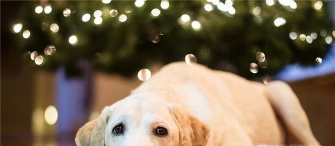 狗狗细小病毒的治疗与预防