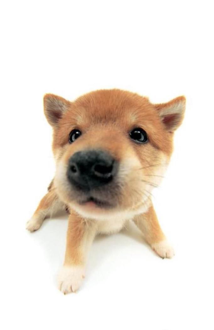 狗狗驱虫后可能会出现的反应