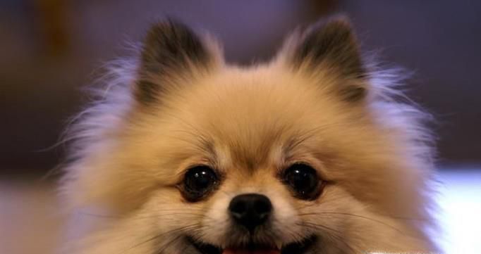 博美犬怎么样，养好博美犬的饲养方法