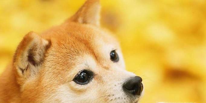 柴犬纯种挑选有方法 学会几招包你买到优良幼犬