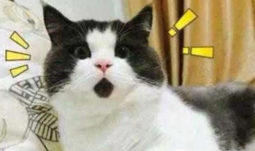 给猫猫起名字的学问