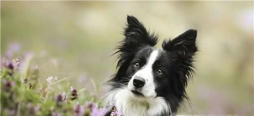 边境牧羊犬的种类