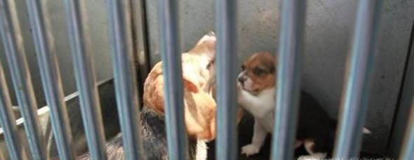母犬分娩期应该怎么办