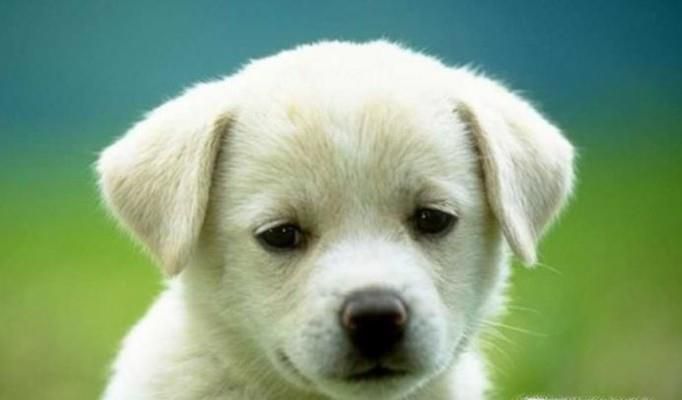 狗狗中毒了怎么办