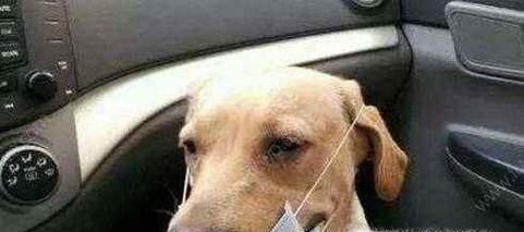 如何给狗狗改变晕车的小技巧