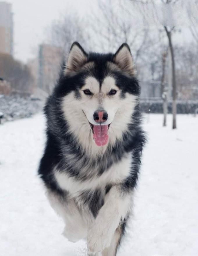 挑选阿拉斯加雪橇犬的标准有哪些